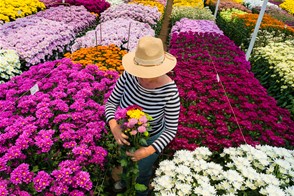 Cut flower production in Colombia