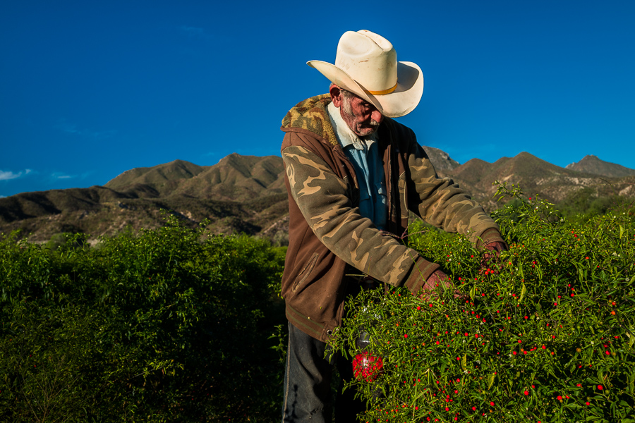 A Mexican rancher picks chiltepin peppers, a wild variety of chili pepper, during a harvest on a farm near Baviácora, Sonora, Mexico.