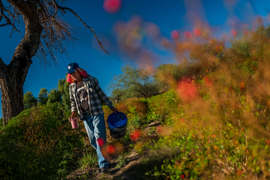 A Mexican peasant walks on a field of chiltepin peppers, a wild variety of chili pepper, during a harvest on a farm near Baviácora, Sonora, Mexico.