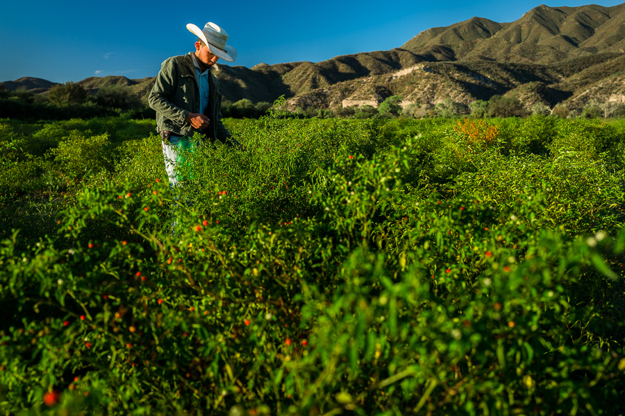 A young Mexican rancher picks chiltepin peppers, a wild variety of chili pepper, during a harvest on a farm near Baviácora, Sonora, Mexico.