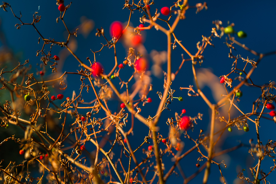 Chiltepin peppers, a wild variety of chili pepper, are seen growing on a dried plant during a harvest on a farm near Baviácora, Sonora, Mexico.