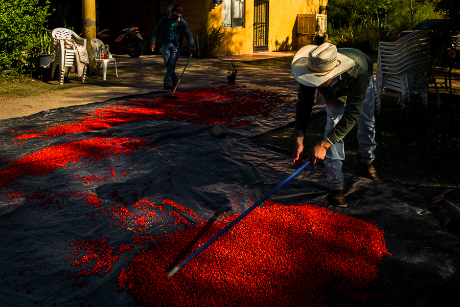 Mexican ranchers evenly rake chiltepin peppers, a wild variety of chili pepper, during the sun-drying process on a tarp on a farm near Baviácora, Sonora, Mexico.