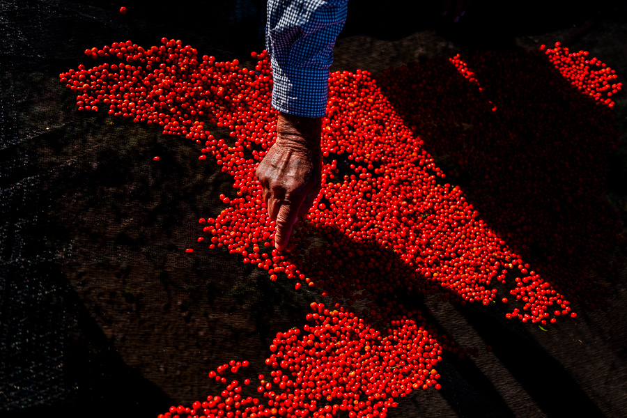 Chiltepin chili pepper cultivation in Sonora, Mexico.