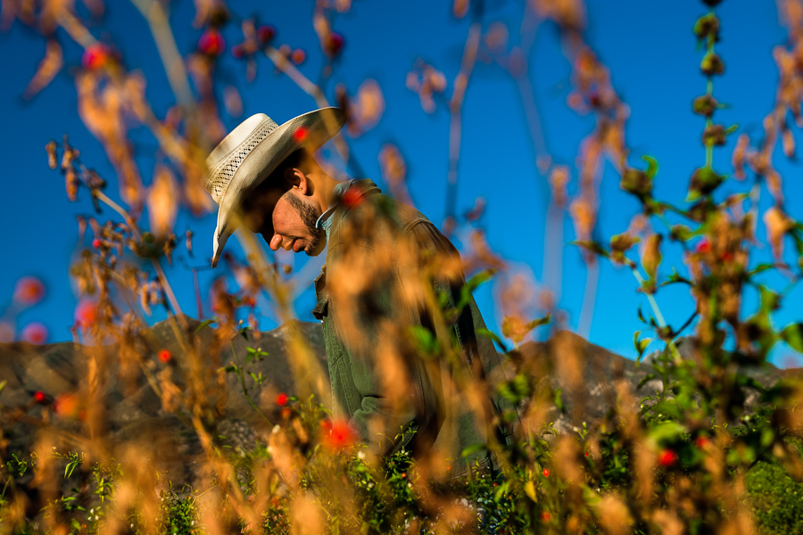 A young Mexican rancher picks chiltepin peppers, a wild variety of chili pepper, during a harvest on a farm near Baviácora, Sonora, Mexico.