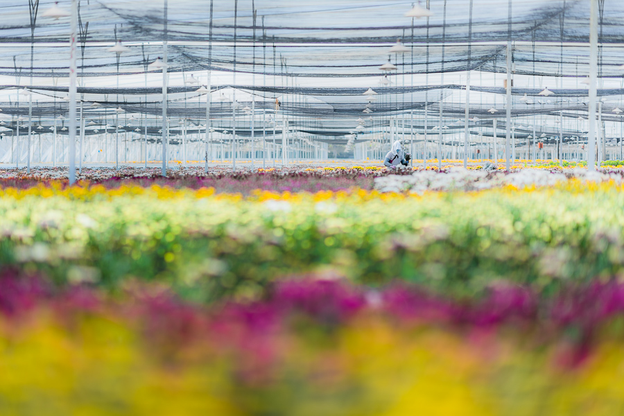 A Colombian farm worker picks up chrysanthemum flowers at a cut flower farm in Rionegro, Colombia.