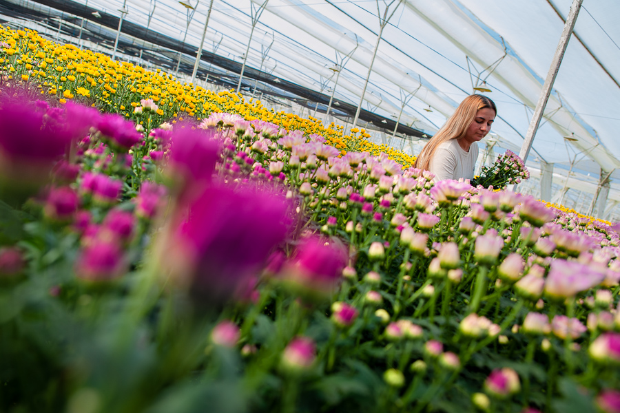 A Colombian farm worker collects chrysanthemum flowers at a cut flower farm in Rionegro, Colombia.
