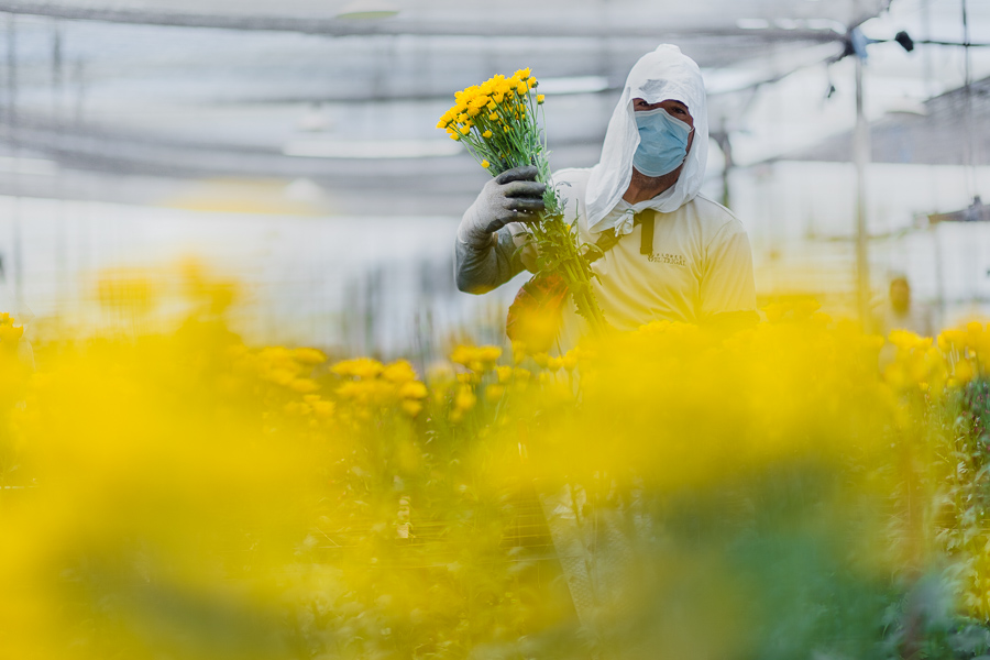 A Colombian farm worker picks up chrysanthemum flowers at a cut flower farm in Rionegro, Antioquia, Colombia.