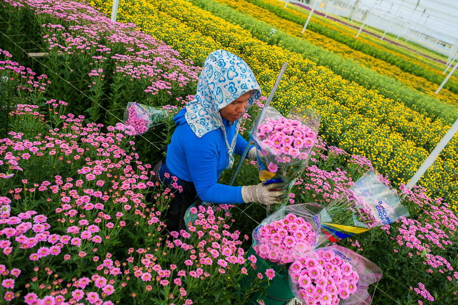 A Colombian farm worker carries bouquets of chrysanthemum flowers at a cut flower farm in Rionegro, Colombia.