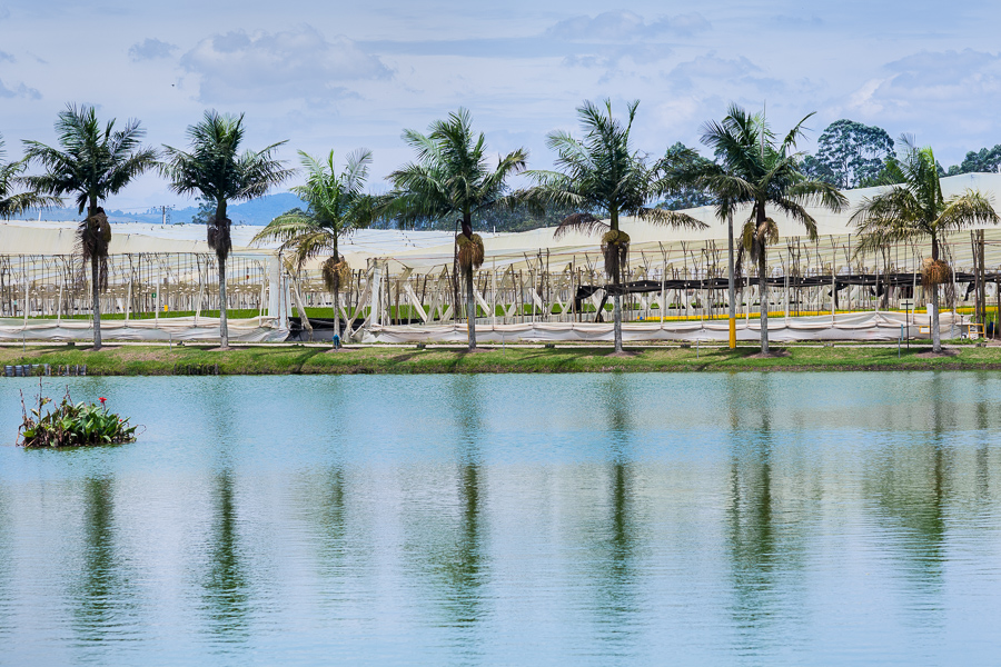 An artificial lake, a source of water for irrigation, is seen in front of greenhouses in a cut flower farm in Rionegro, Colombia.