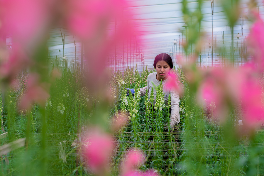 A Colombian farm worker harvests pink and white snapdragon flowers at a cut flower farm in Rionegro, Antioquia, Colombia.