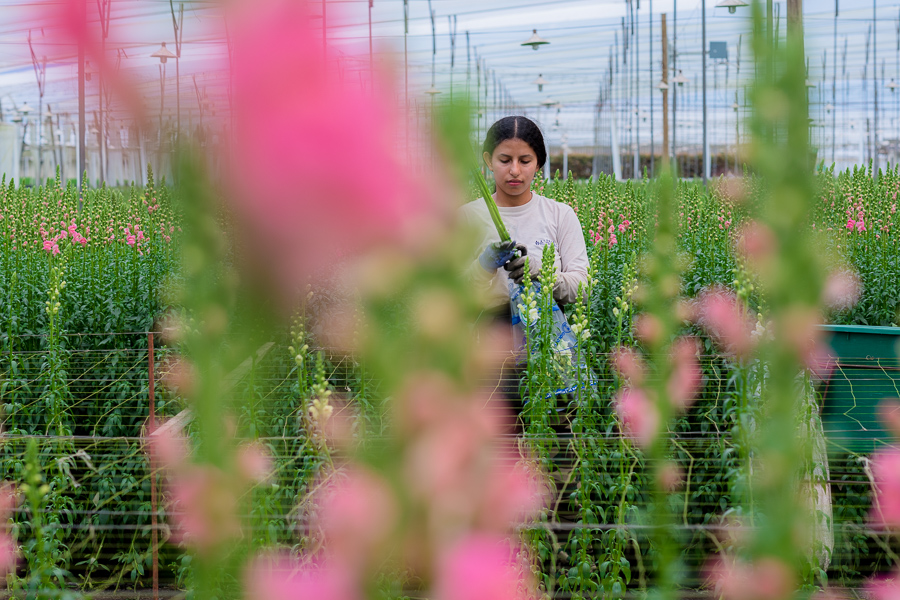 A Colombian farm worker harvests pink and white snapdragon flowers at a cut flower farm in Rionegro, Colombia.
