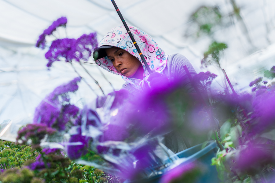 A Colombian farm worker collects throatwort flowers at a cut flower farm in Rionegro, Colombia.