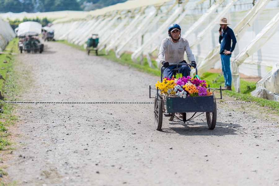 A Colombian farm worker rides a cargo bicycle loaded with bouquets of flowers at a cut flower farm in Rionegro, Colombia.