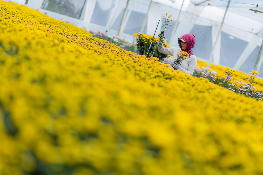 A Colombian farm worker picks up chrysanthemum flowers at a cut flower farm in Rionegro, Colombia.