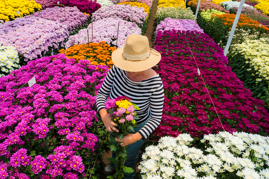 A Colombian woman picks up different varieties of chrysanthemums to create an arranged flower bouquet at a cut flower farm in Rionegro, Colombia.