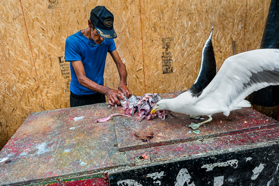 A Chilean fisherman cleans the filleting table while a seagull steals fish guts and heads from it at Caleta Portales, Valparaíso, Chile.